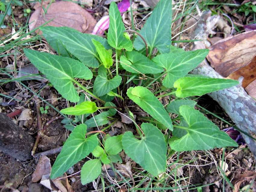 Cây Cải rừng tía. Viola inconspicua Blume - Cây Thuốc Nam Quanh Ta